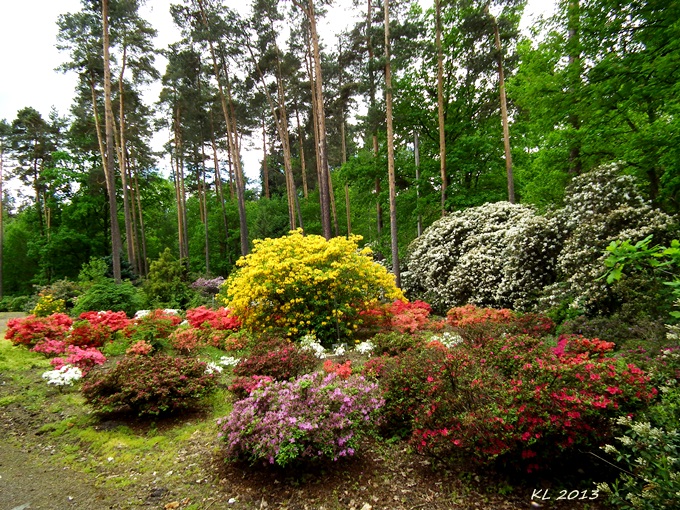taxus preis Gemeine Eibe (Taxus baccata) | 125-150 cm im Topf